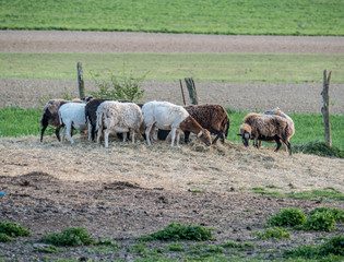 Schafe auf der Weide bei Sonnenuntergang