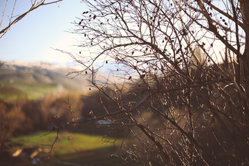 rosehip tree with green background