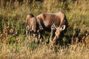 A moose cow and her calf in a field eatting grasses.