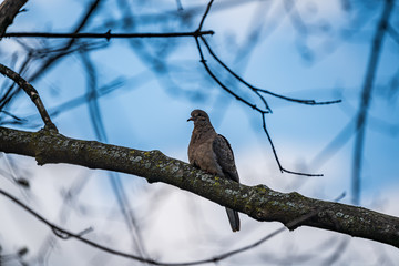 Mourning Dove on a branch