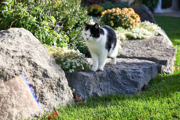 A black and white cat standing on large boulder rocks looking at a rainbow.