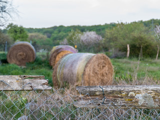 Strohrollen auf dem Feld