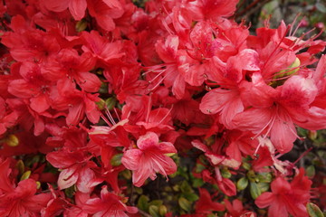 赤い街路樹の花