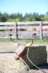 Roping steer head dummy attached to a hay bale.