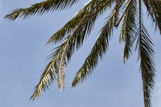 Close up upward view of a lone palm tree against the sky background