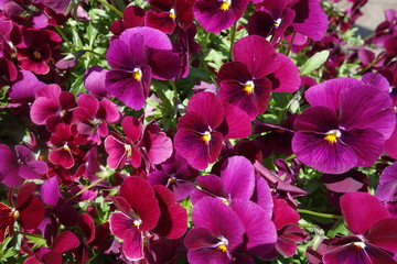 春に咲いた紫のパンジーの花