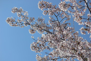 Fototapeta premium さくら