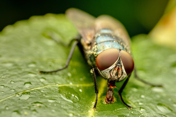 Closeup of an insect on a plant in the garden