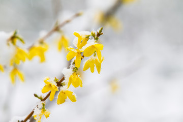 Snow Covered Forsythia Flower in April