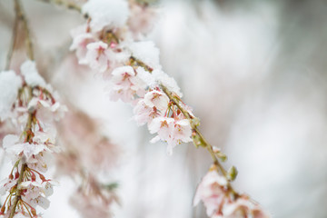 Snow Covered Magnolia Flower in April in New England 