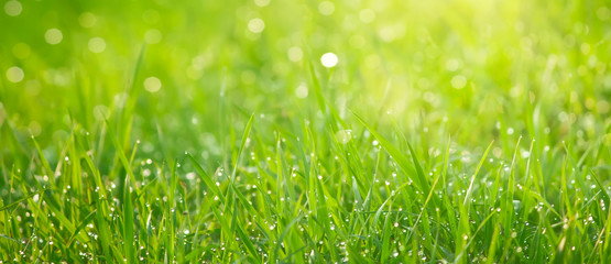Beauty backgrounds with foliage, green grass, dew drops and bokeh, banner with copy space