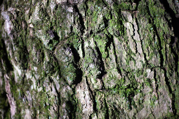 Tree bark in natural light.