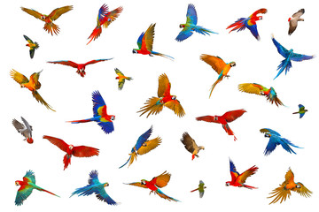 Fototapety  Colorful parrots isolated on white background.
