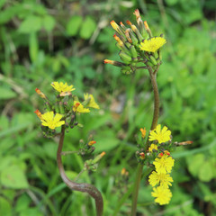 オニタビラコ-1