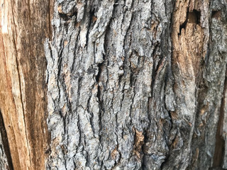 Pine bark
