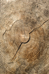 Fototapeta premium An old tree. Naesosa Temple in Buan-gun, South Korea. Korean traditional temple. 