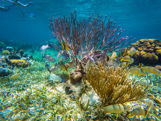 Fototapeta na wymiar Branch Coral in the Caribbean