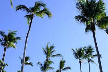 Obraz premium Palm trees in a blue sky day