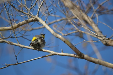 Birds on trees with a blue sky during the spring