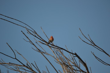 Birds on trees with a blue sky during the spring