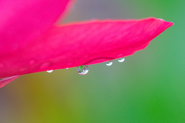 hoja de flor rosada o purpura con gota de agua