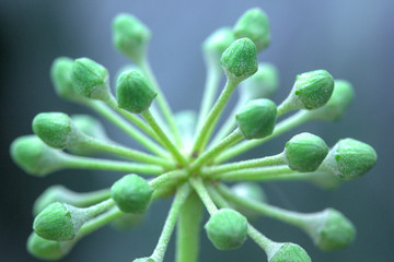 flor en crecimiento