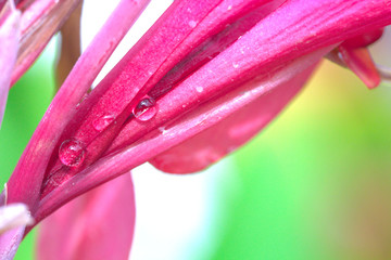 hoja de flor rosada o purpura con gota de agua