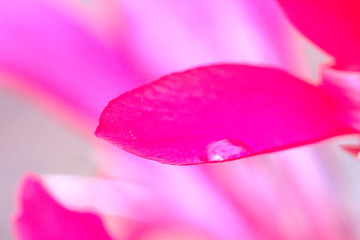 hoja de flor rosada o purpura con gota de agua