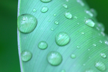 hojas de planta mojadas por la lluvia