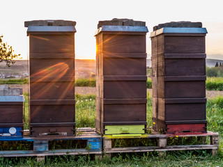 Bienenkästen bei Sonnenuntergang
