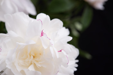 White peony closeup