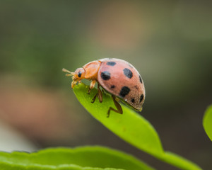 Macro Image of Cute Ladybird crawling alone