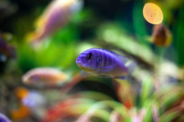 Fish in the aquarium.