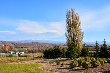 ケンとメリーの木～黄葉