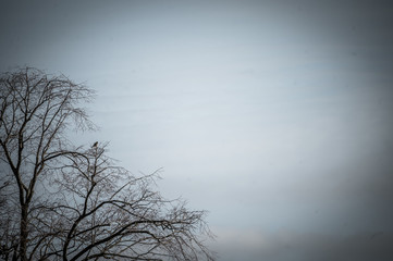 Ein Falke auf einem Baum