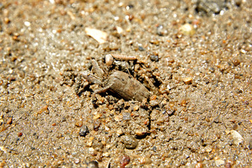 Crab. Yulpo Beach in Boseong-gun, South Korea.
