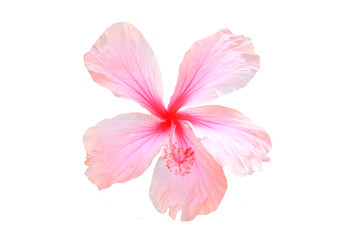 Hawaiian hibiscus flower isolated on white  