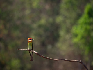 Close up Chestnut-headed bee-eater (Merops leschenaulti) lonely perching on stick. Animal Wildlife