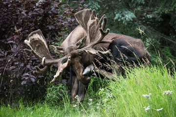 Moose Itch