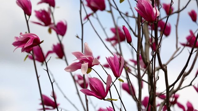 Delicate Flowers Of Pink Magnolia Swaying On The Gentle Wind Against The Bright Sky In Yerevan, Armenia. - closeup shot