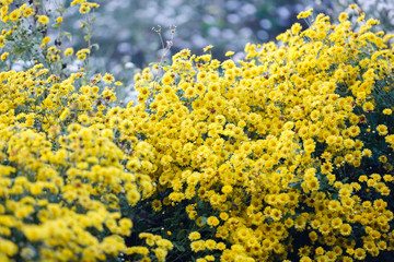 Yellow Chrysanthemum flowers for  herbal tea