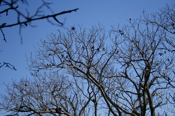 Tree branches full of birds against blue sky