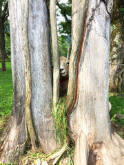 木の隙間からの視線 ひつじ