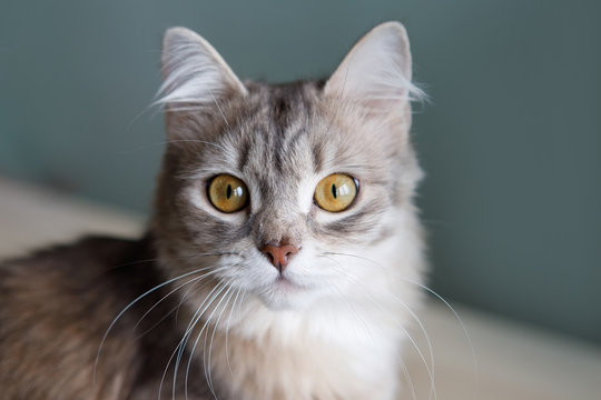 Gray cat with yellow eyes.