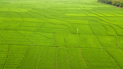 Large rice paddy fields in Nanggulan, Kulonprogo, Yogyakarta