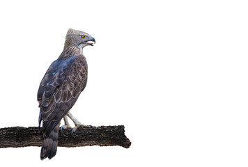 Fototapeta premium Crested Hawk Eagle on branch on white background.