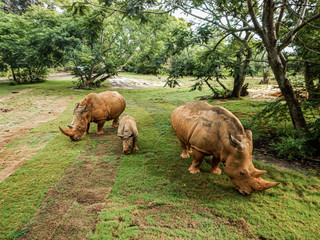 rhino family