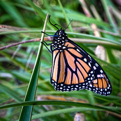 A monarch butterfly drying its wings after emerging from its chrysalis.