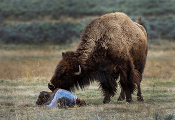 Bison Birth © Chris