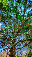 trees and sky